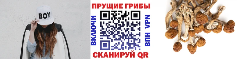 Псилоцибиновые грибы мицелий  Купить закладки  Завитинск 